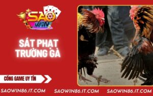 sat-phat-truong-ga-bia